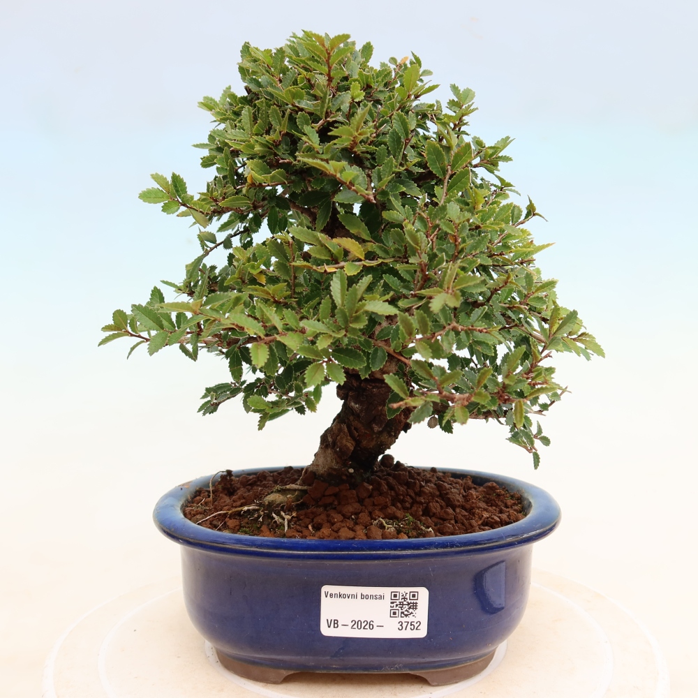 Bonsaï d'extérieur - Zelkova - Zelkova NIRE