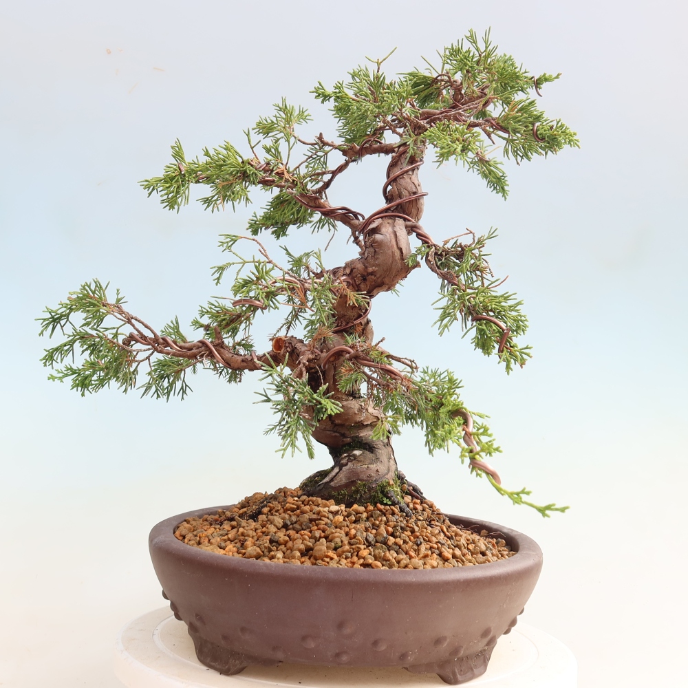 Bonsaï d'extérieur - Juniperus chinensis Itoigawa-Juniperus chinensis