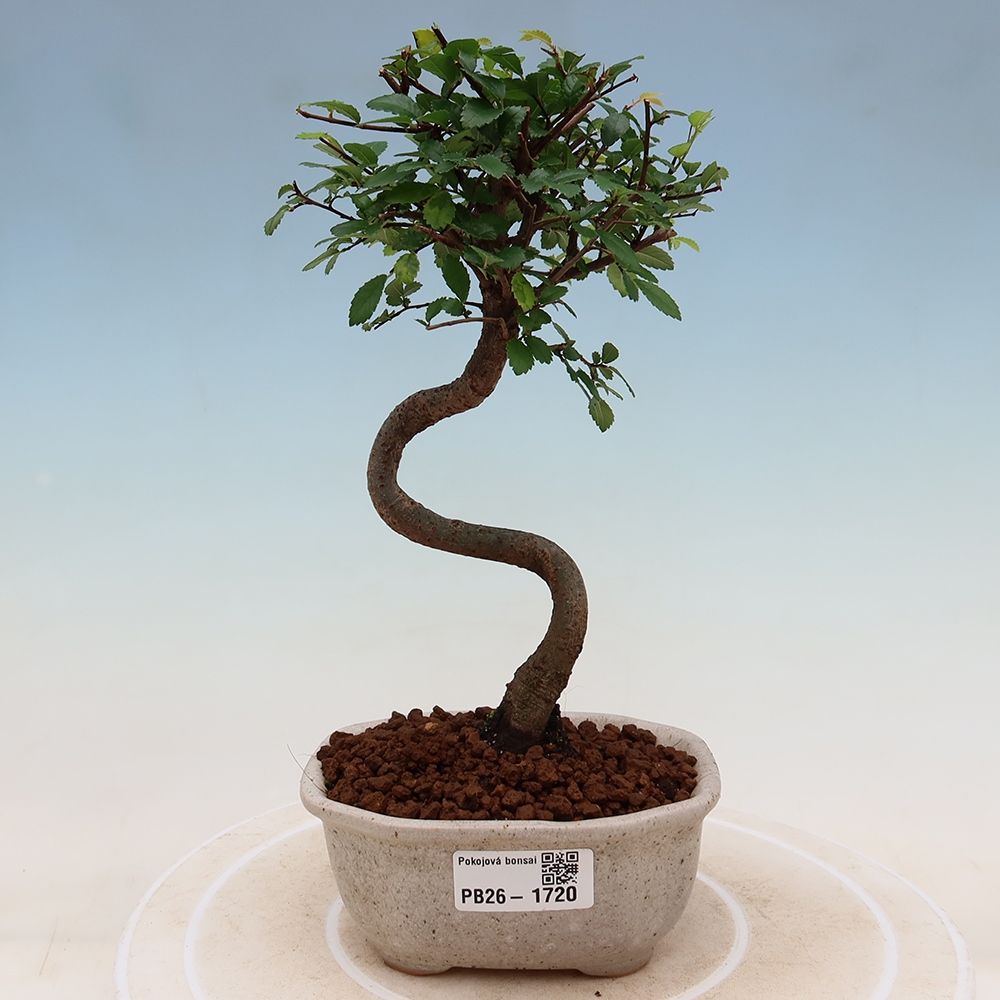 Bonsaï de chambre - Ulmus parvifolia - Orme à petites feuilles