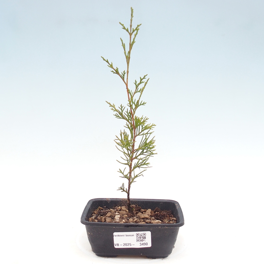 Bonsaï d'extérieur - Juniperus chinensis Itoigawa