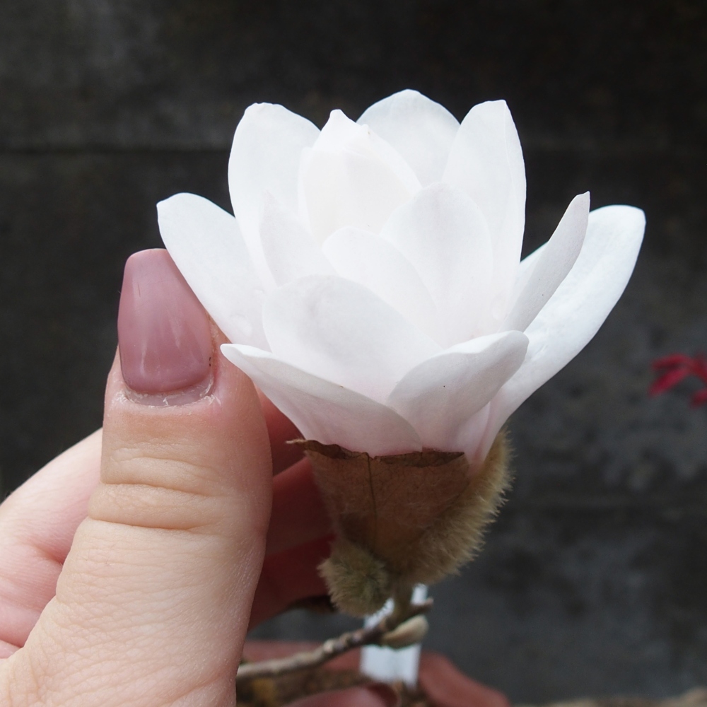 Bonsaï d'extérieur - Magnolia stellata