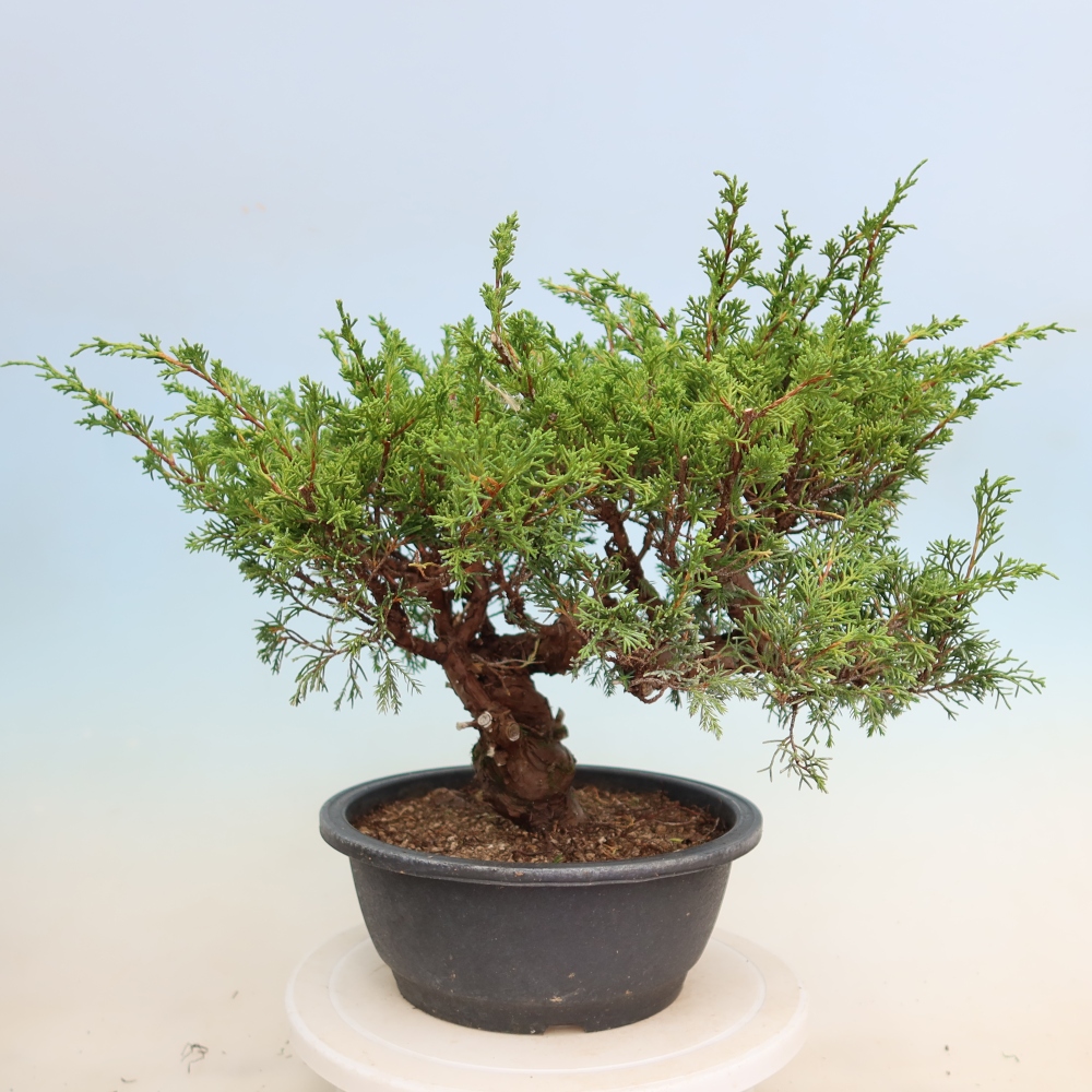 Bonsaï d'extérieur - Juniperus chinensis Itoigawa-Juniperus chinensis