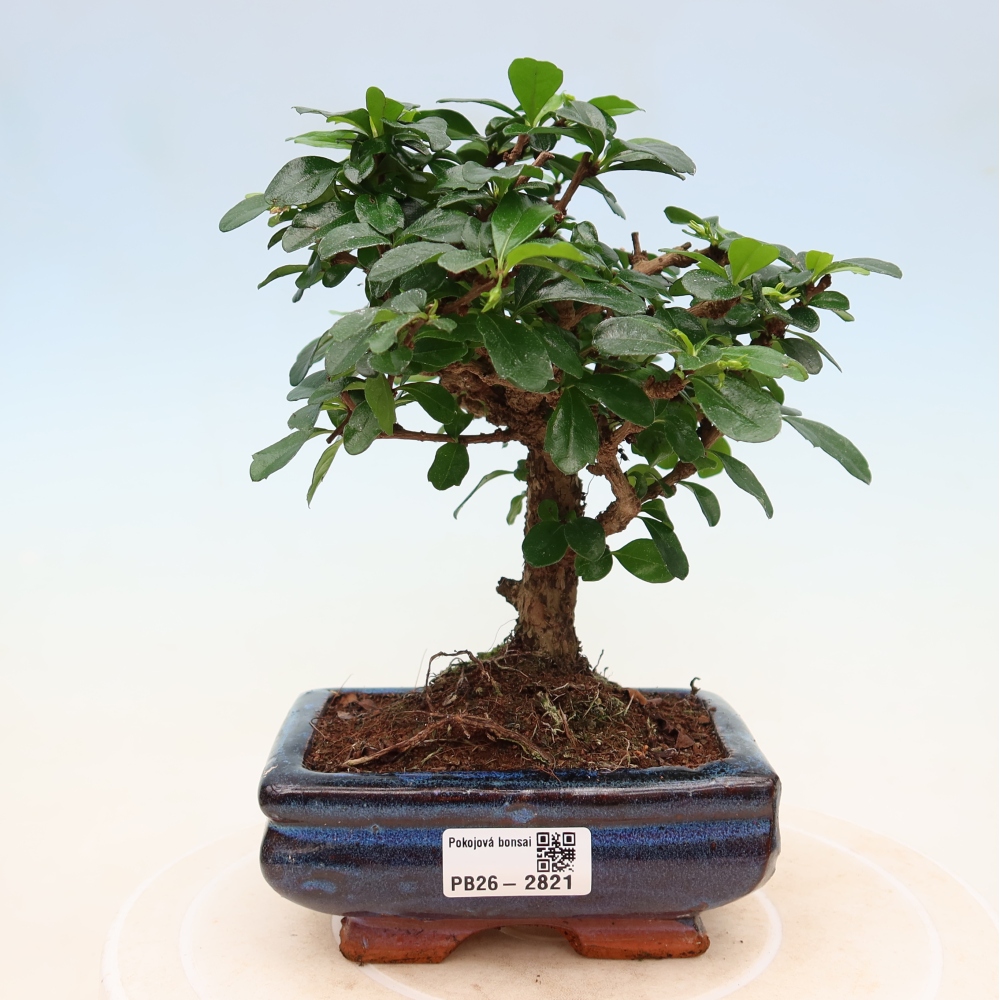 Bonsaï de chambre - Carmona macrophylla - Tea fuki