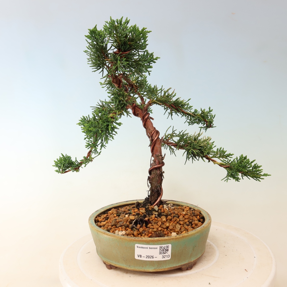 Bonsaï d'extérieur - Juniperus chinensis Kishu
