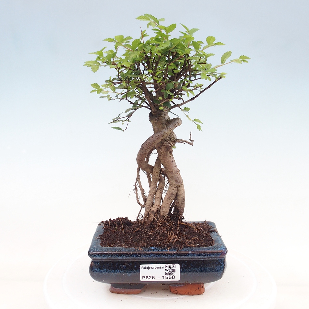 Bonsaï de chambre - Ulmus parvifolia - Orme à petites feuilles