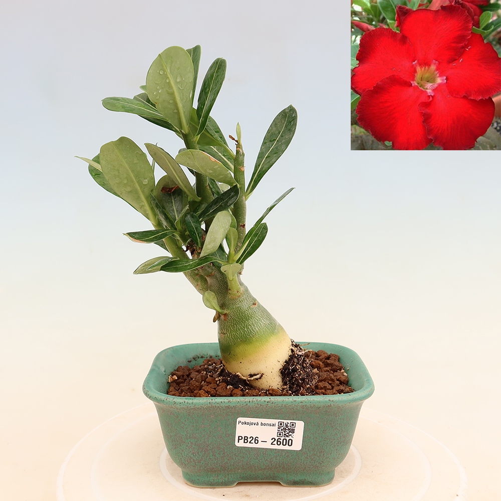 Bonsaï d'intérieur - Adenium obesum Red Star - Rose du désert