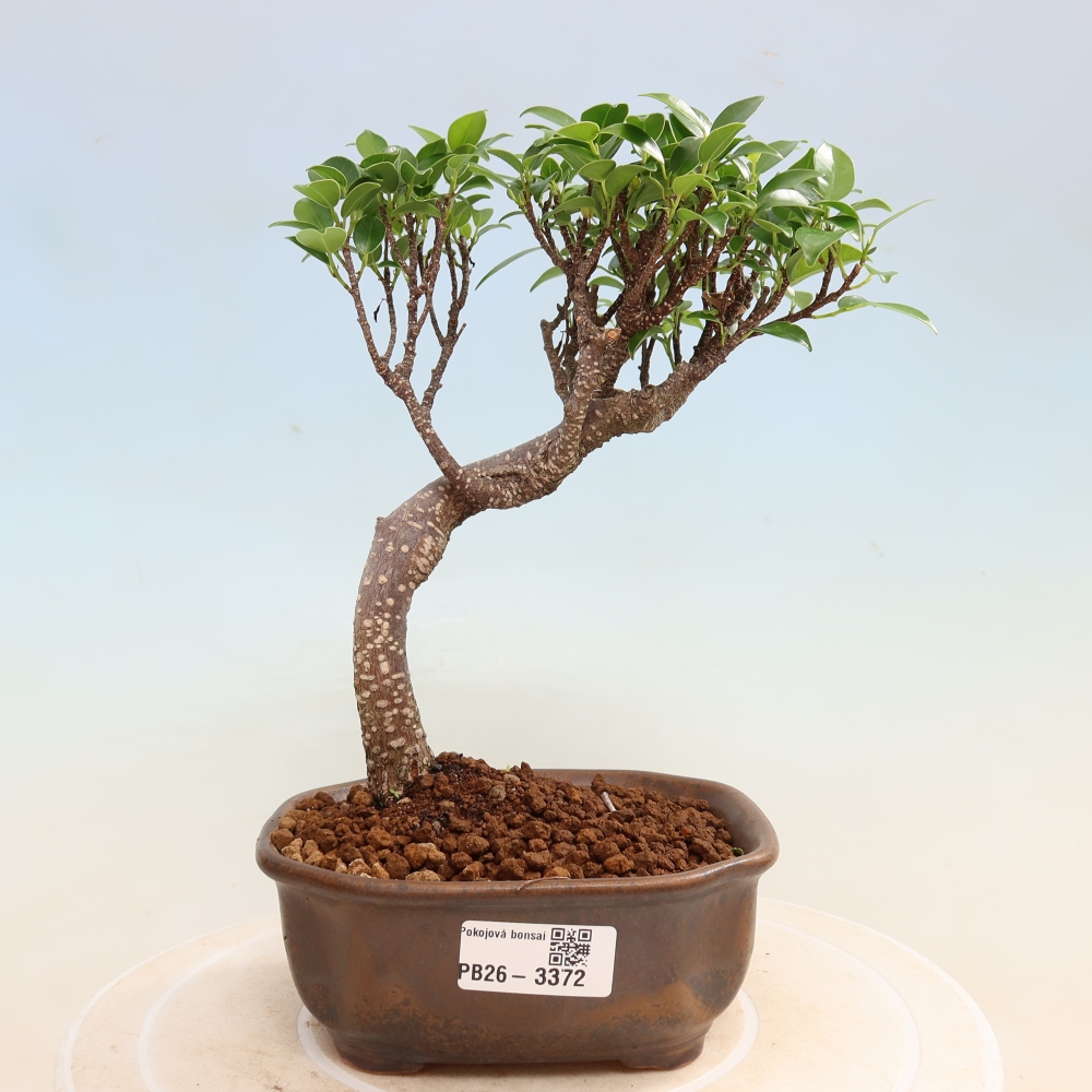 Salle bonsaï - Ficus kimmen - ficus à petites feuilles