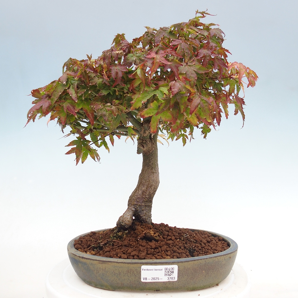 Acer palmatum KIOHIME - Érable palmé