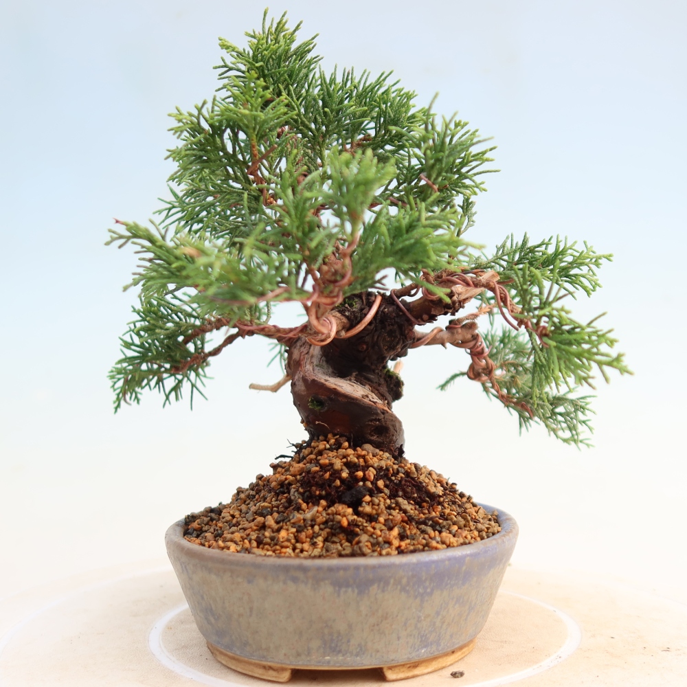 Bonsaï d'extérieur - Juniperus chinensis Itoigawa