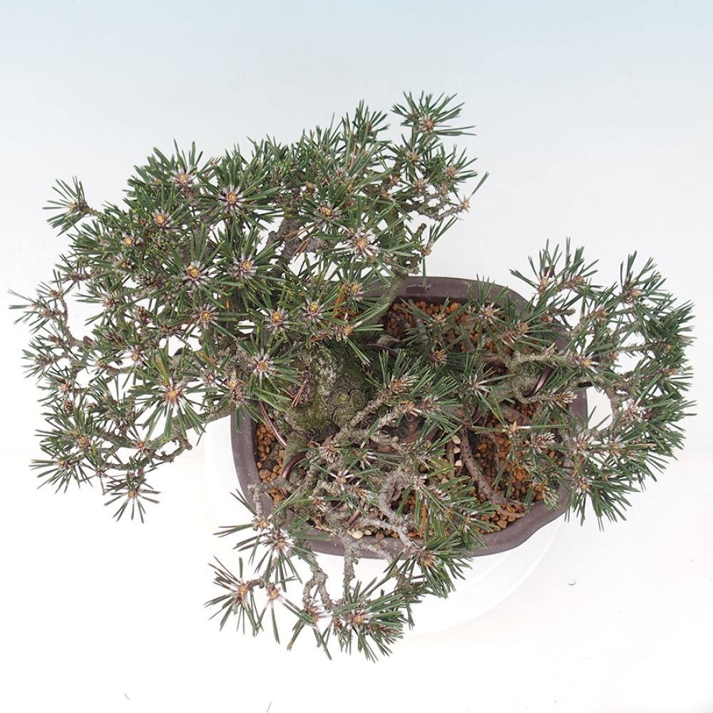 Bonsaï d'extérieur - Pinus thunbergii Kotobuki - Pin de Thunberg