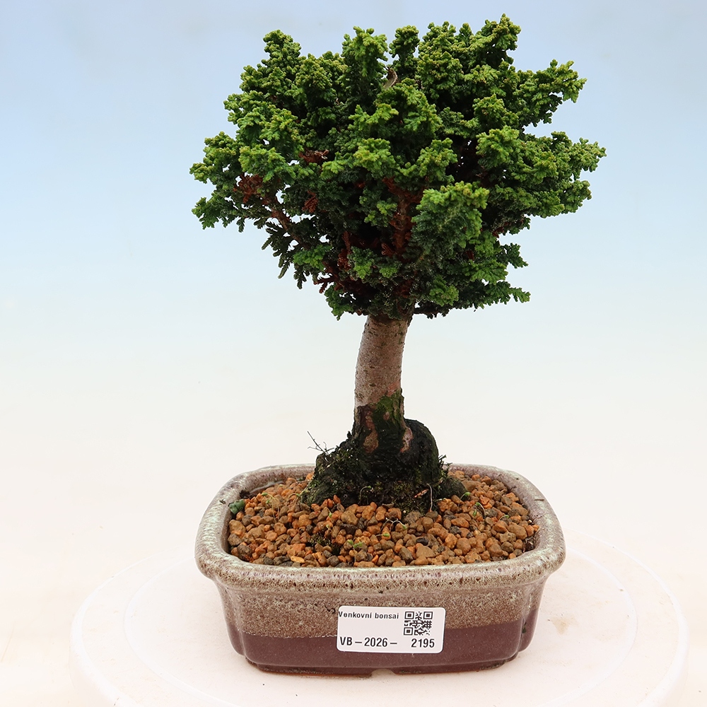 Bonsaï d'extérieur - Cham. obtusa SEKKA HINOKI - Cyprès