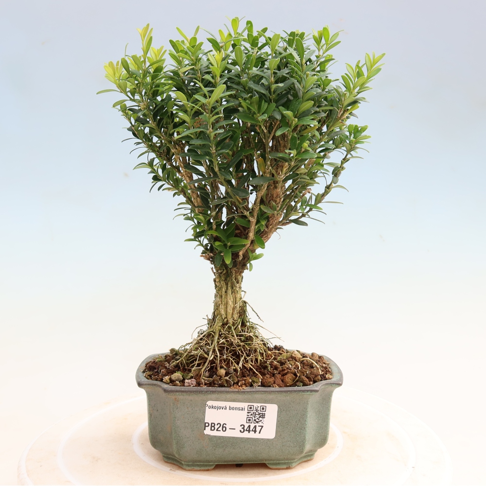 Bonsaï de chambre - Buxus harlandii - buxus liège