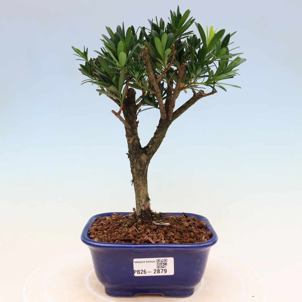 Salle bonsaï - Podocarpus - If en pierre