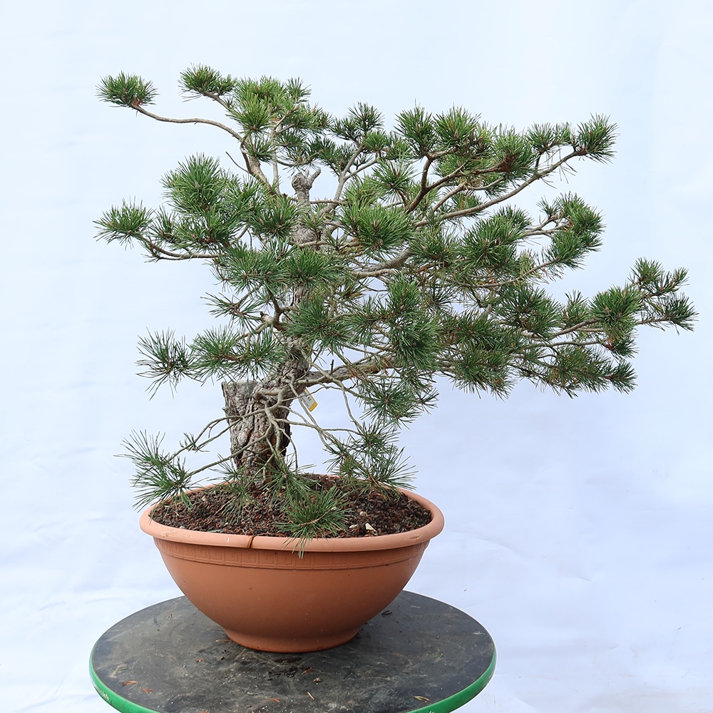 Pinus sylvestris Espagne - pin sylvestre