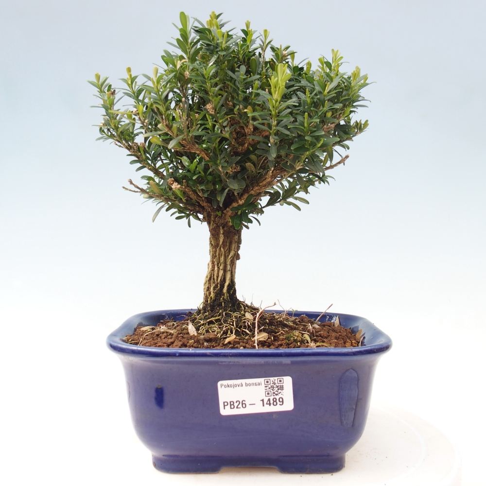 Bonsaï de chambre - Buxus harlandii - buxus liège