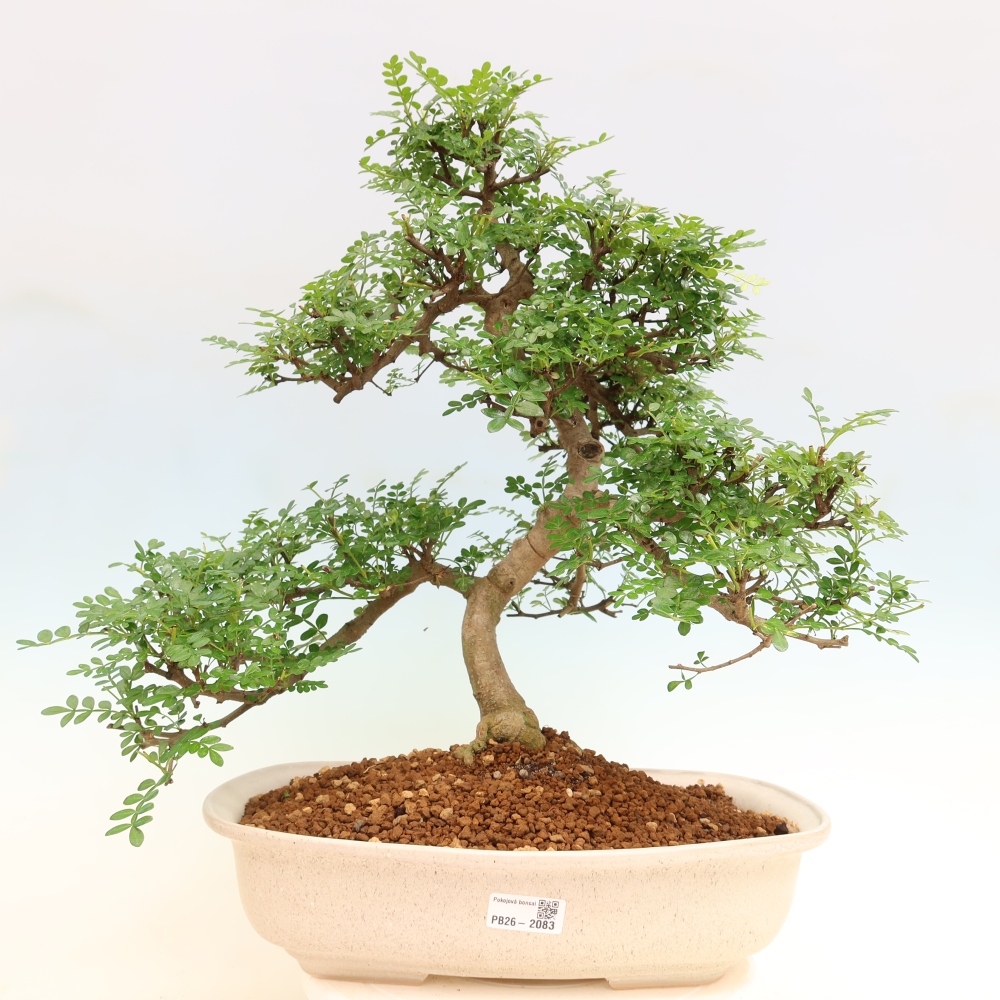 Salle bonsaï - Zantoxylum piperitum - arbre à poivre