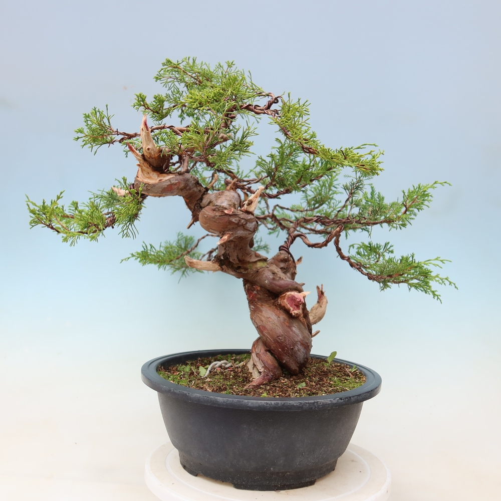 Bonsaï d'extérieur - Juniperus chinensis Itoigawa-Juniperus chinensis