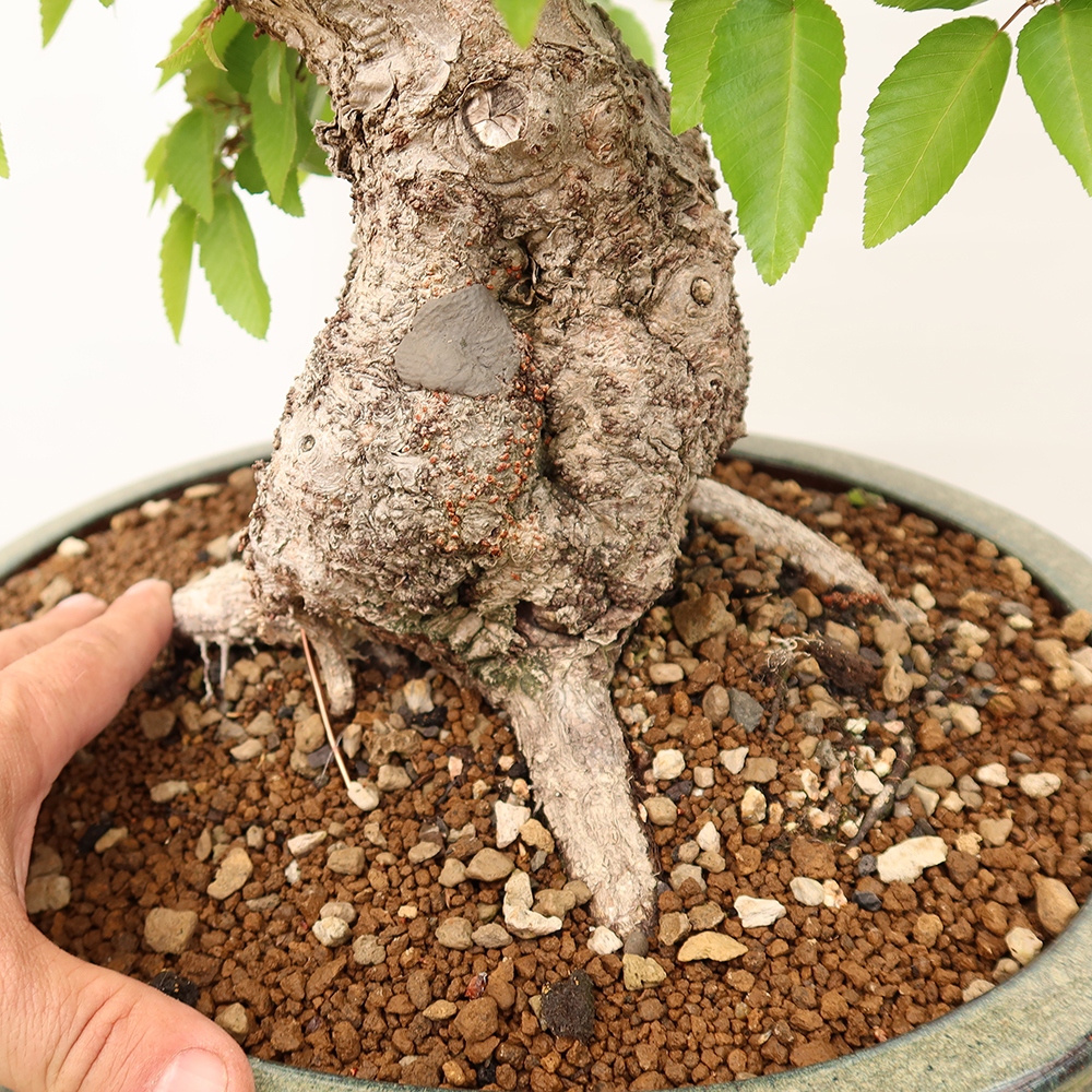 Bonsaï d'extérieur -Carpinus Coreana - Charme de Corée