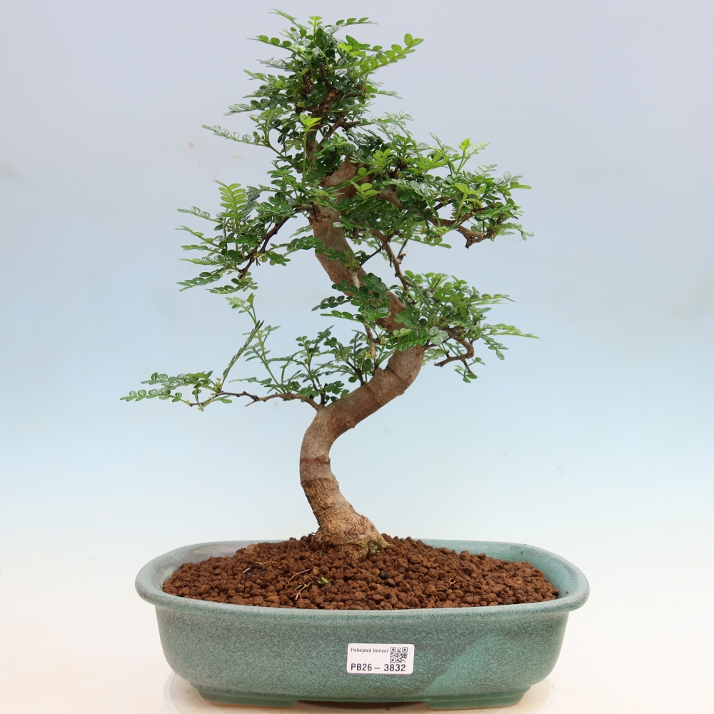 Salle bonsaï - Zantoxylum piperitum - arbre à poivre