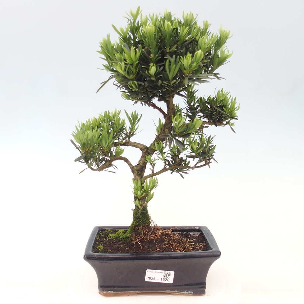 Salle bonsaï - Podocarpus - If en pierre