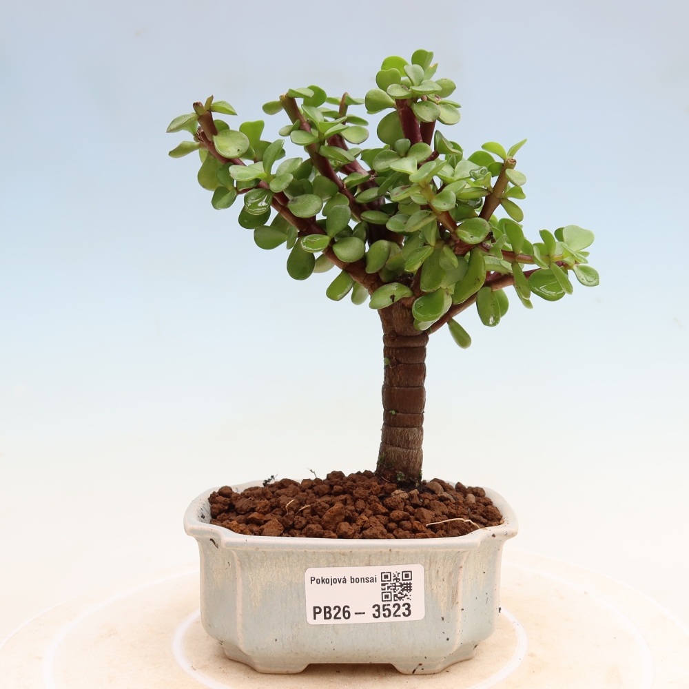 Bonsaï de chambre - Portulakaria Afra - Tlustice
