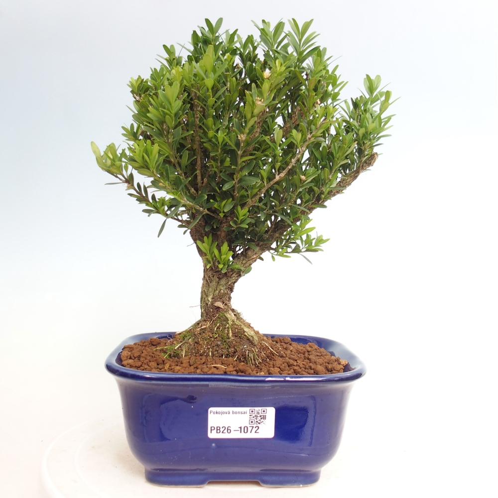 Bonsaï de chambre - Buxus harlandii - buxus liège