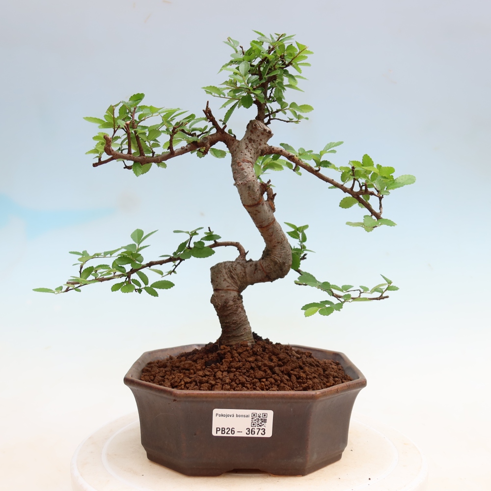 Bonsaï de chambre - Ulmus parvifolia - Orme à petites feuilles
