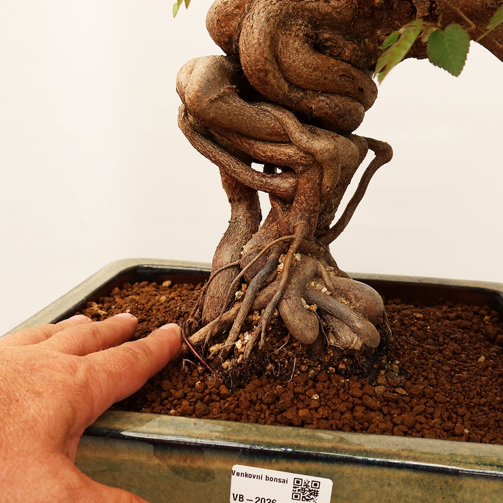 Bonsaï d'extérieur -Carpinus Coreana - Charme de Corée