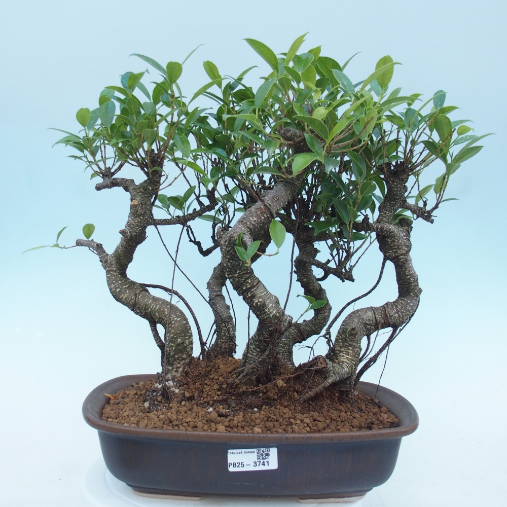 Salle bonsaï - Ficus kimmen - ficus à petites feuilles