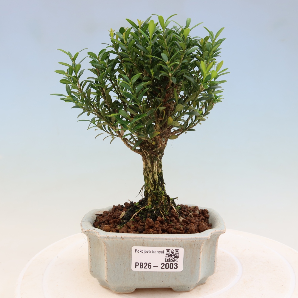 Bonsaï de chambre - Buxus harlandii - buxus liège
