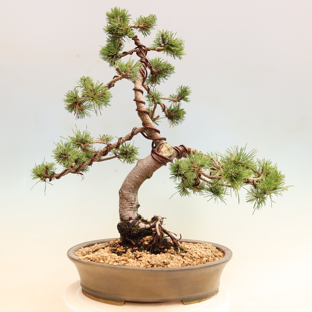 Bonsaï d'extérieur - Pinus mugo Humpy  - Pin nain