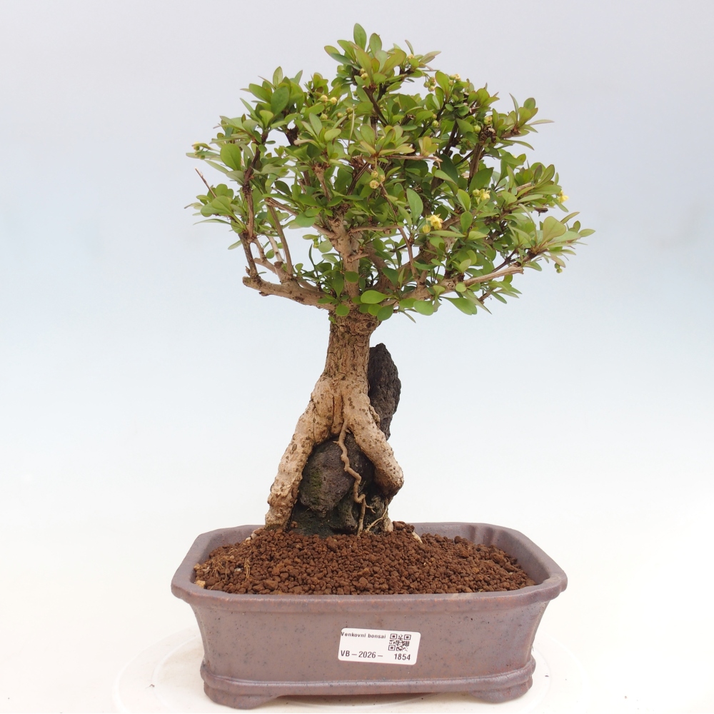 Bonsaï d'extérieur - Berberis coreana