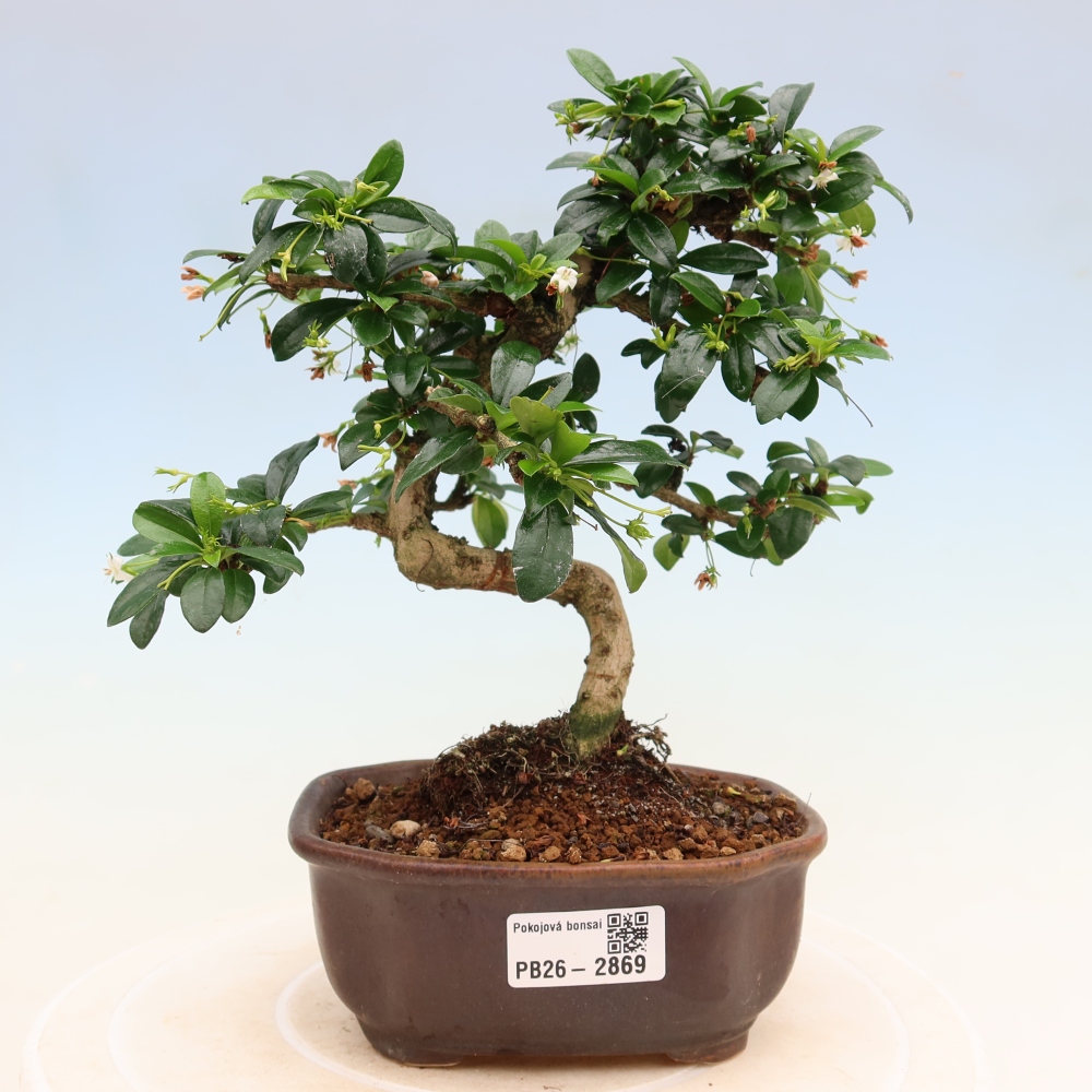 Bonsaï de chambre - Carmona macrophylla - Tea fuki