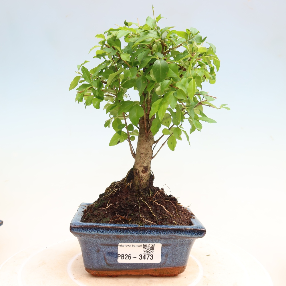 Bonsaï de chambre -Ligustrum chinensis - Bec d'oiseau