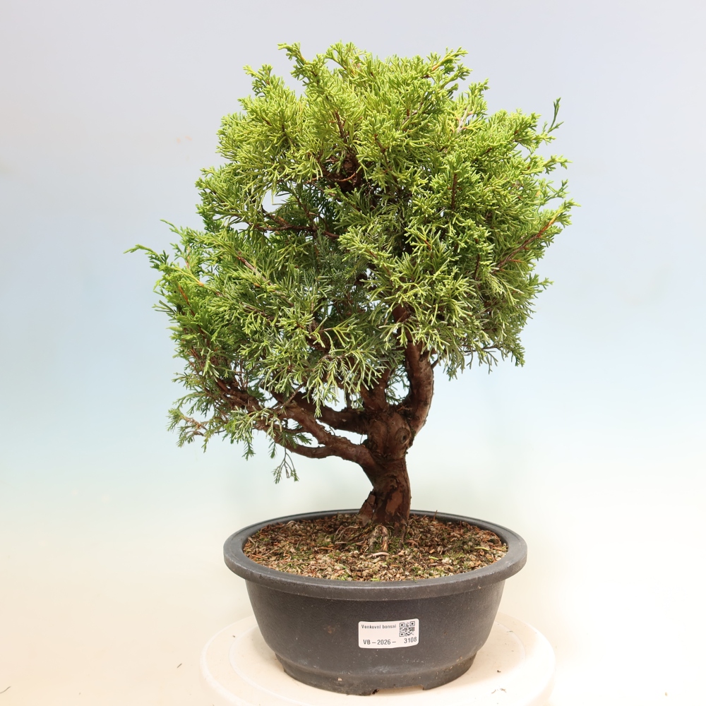 Bonsaï d'extérieur - Juniperus chinensis Itoigawa-Juniperus chinensis