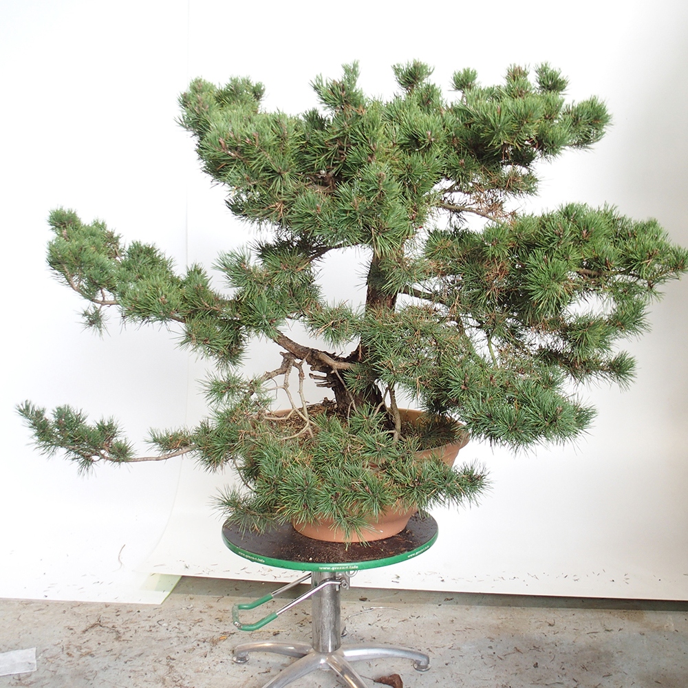 Yamadori - Pinus sylvestris Espagne