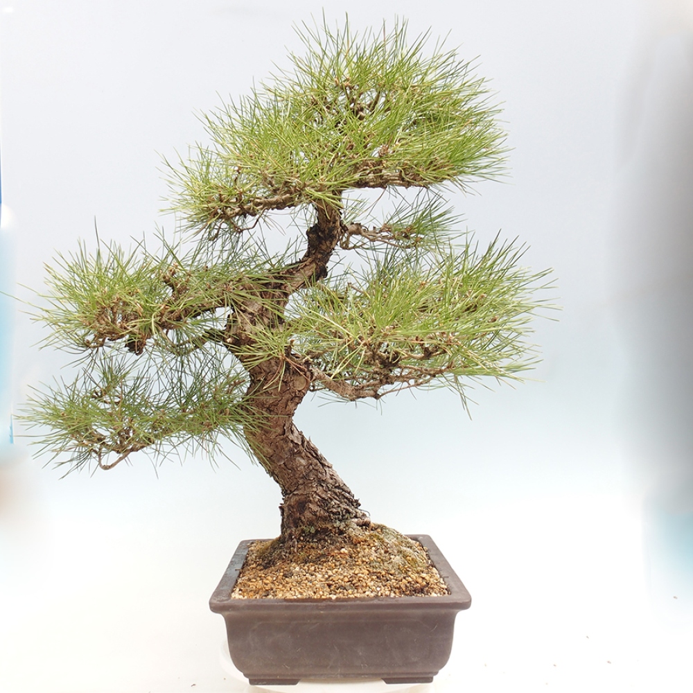 Bonsaï d'extérieur - Pinus thunbergii - Pin de Thunberg