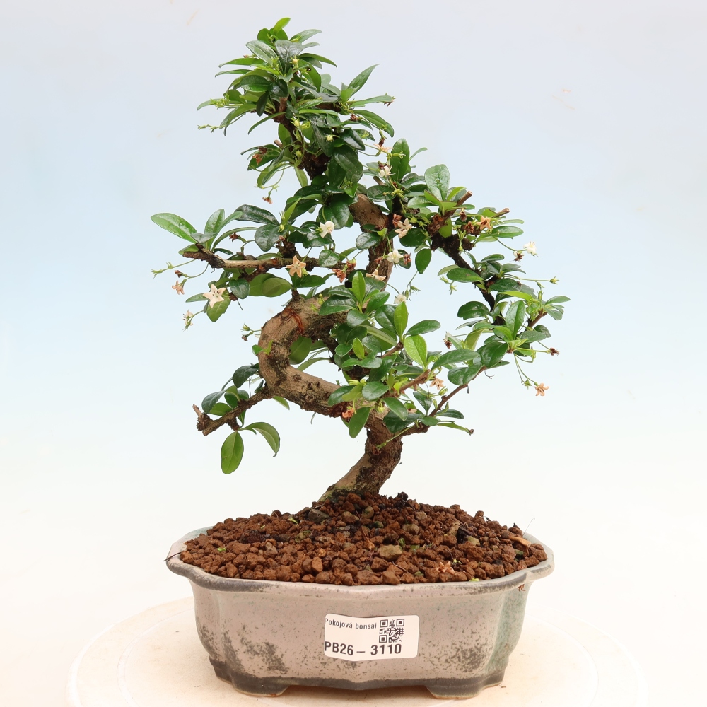 Bonsaï de chambre - Carmona macrophylla - Tea fuki