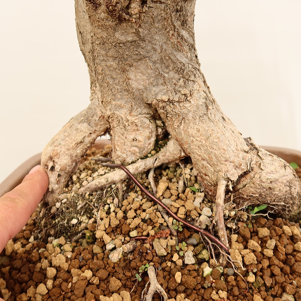 Bonsaï d'extérieur -Carpinus Coreana - Charme de Corée