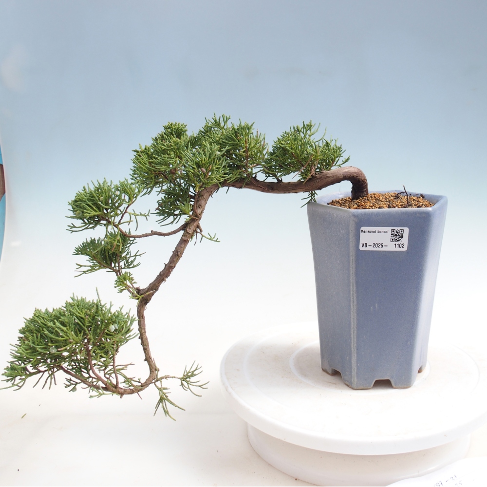 Bonsaï d'extérieur - Juniperus chinensis Kishu