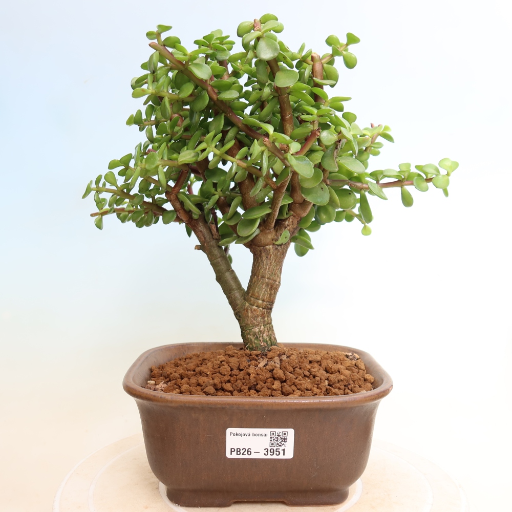 Bonsaï de chambre - Portulakaria Afra - Tlustice