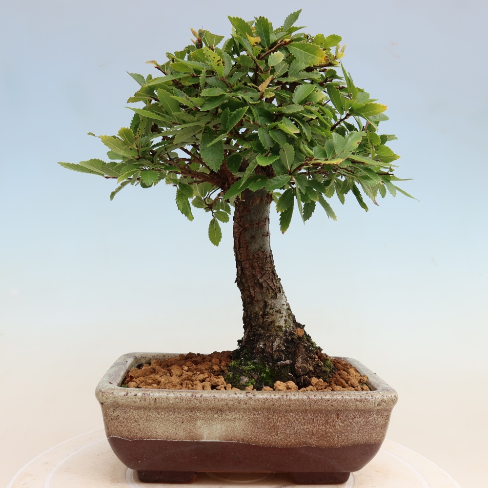 Bonsaï d'extérieur - Zelkova - Zelkova NIRE