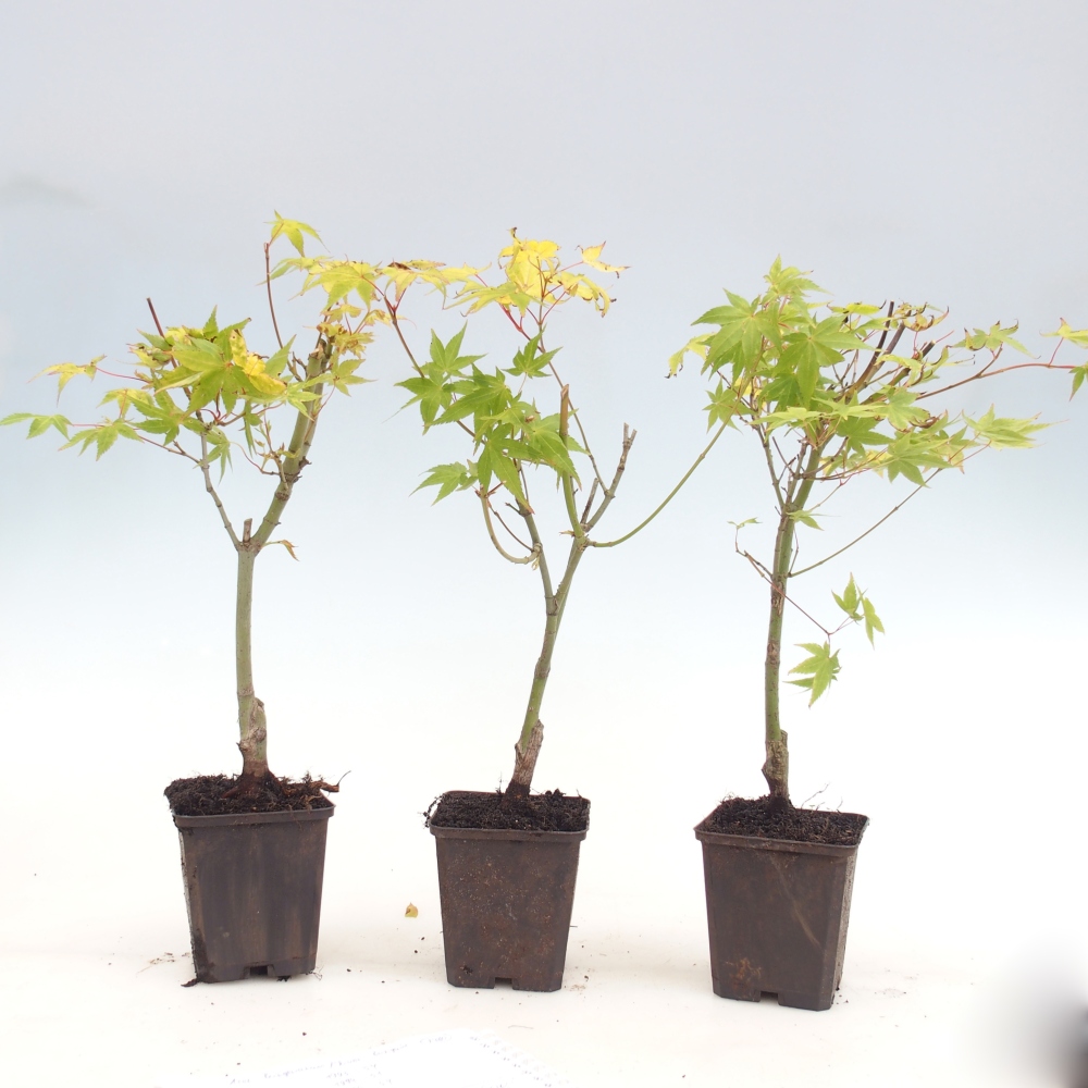 Bonsaï d'extérieur -Javor golden palm - Acer palmatum Aureum en conteneur