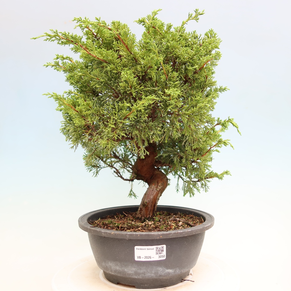 Bonsaï d'extérieur - Juniperus chinensis Itoigawa-Juniperus chinensis