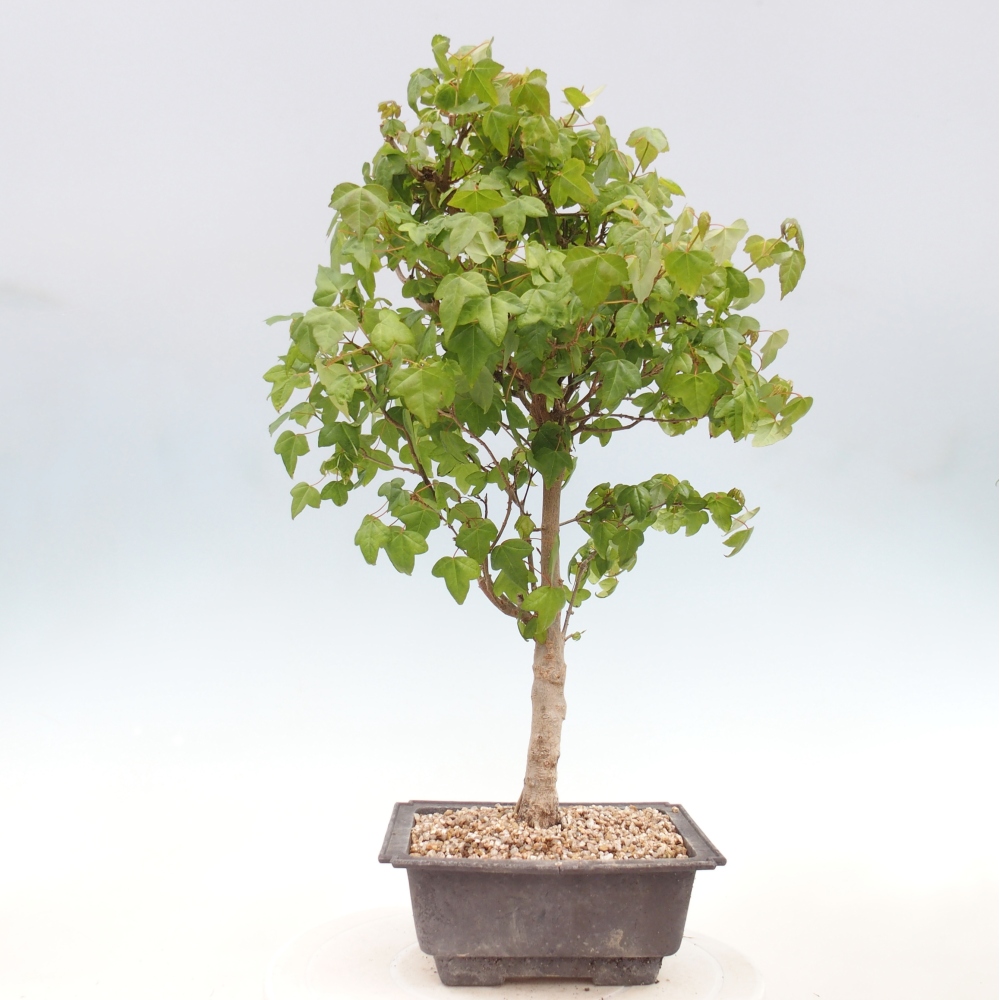 Bonsaï d'extérieur - Acer Buergerianum - Burger Maple