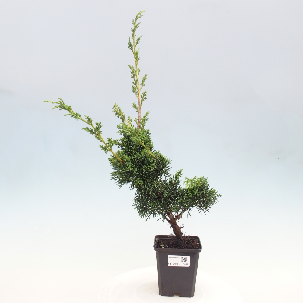 Bonsaï d'extérieur - Juniperus chinensis Kishu