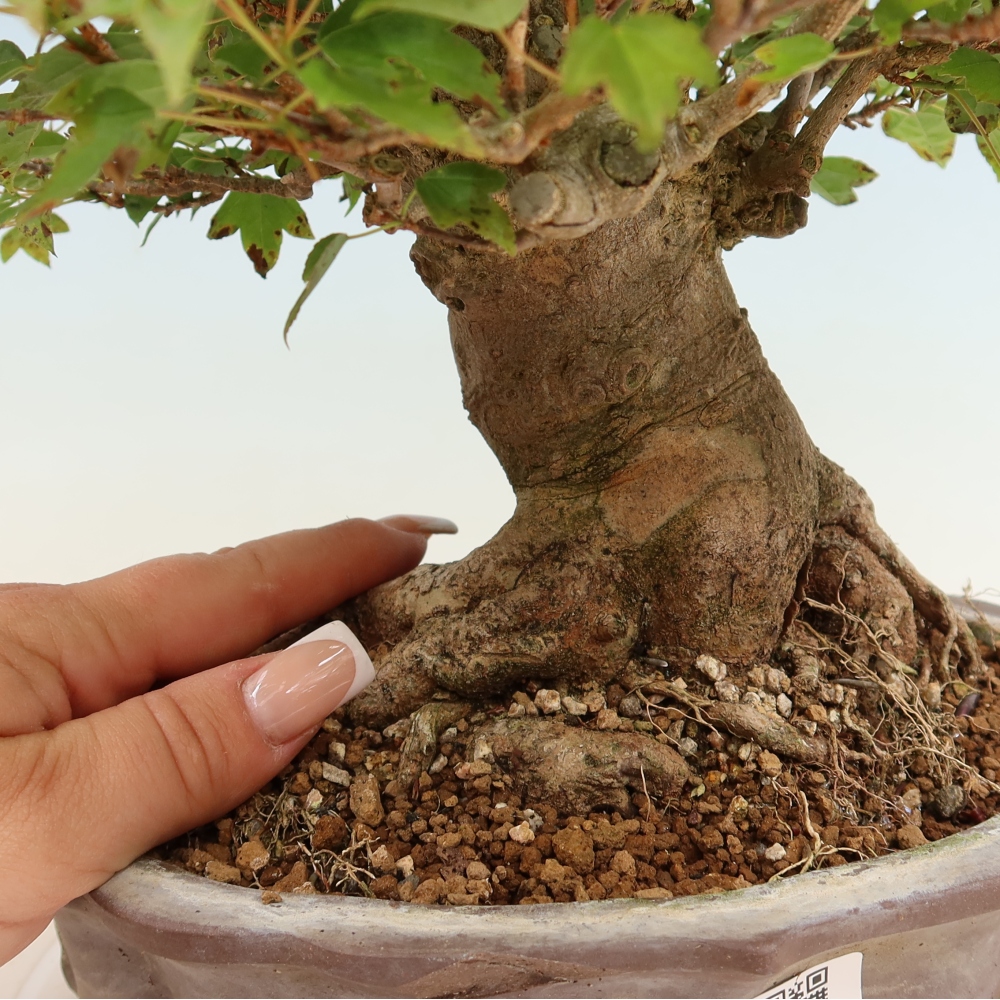 Bonsaï d'extérieur - Maple Burger - Acer Burgerianum