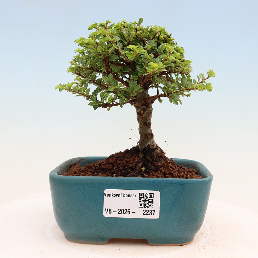 Bonsaï d'extérieur - Ulmus parvifolia Sagei - Orme à petites feuilles