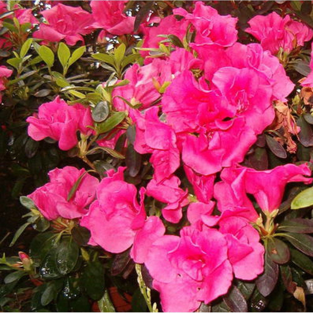 Salle bonsaï - Rhododendron simsii - Pennywort