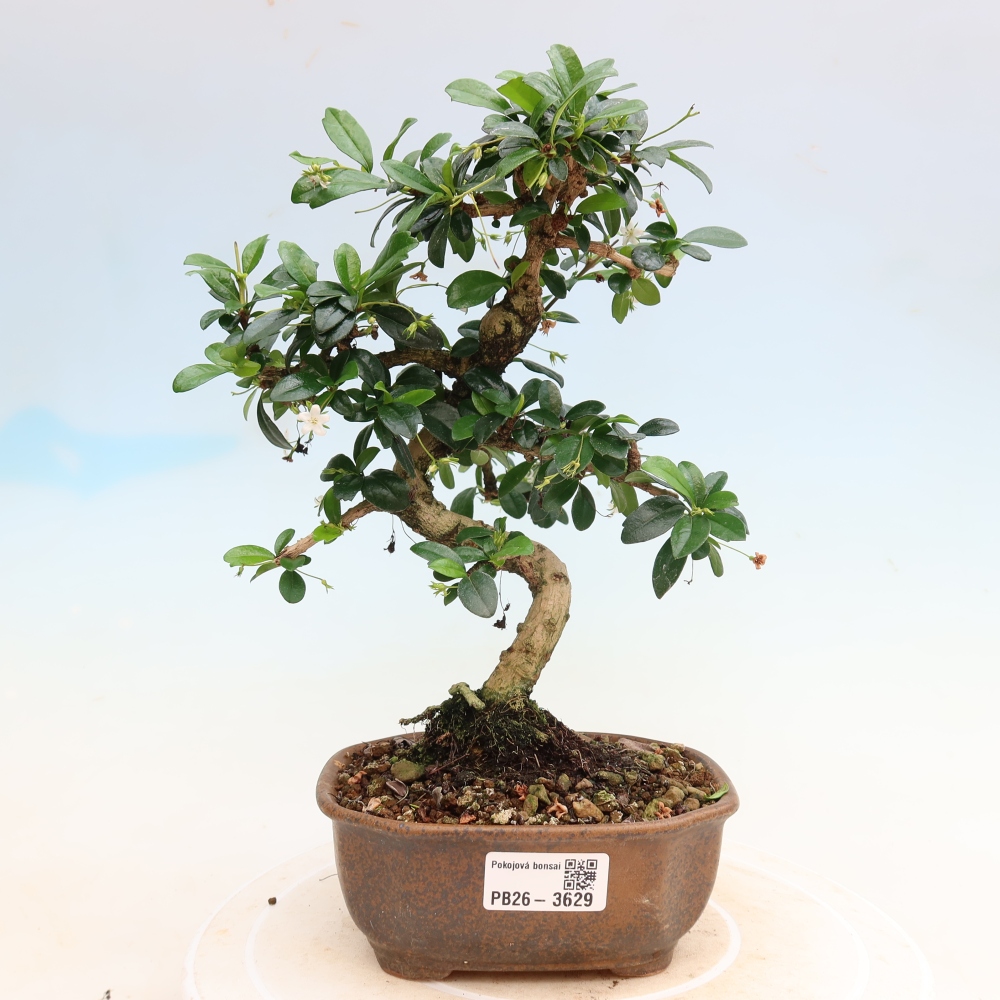 Bonsaï de chambre - Carmona macrophylla - Tea fuki